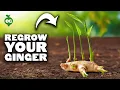 Lagu Ginger Growing from Store-Bought Ginger Roots!