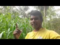 தென்னை மரம் சிறை எடுத்தல் //coconut tree heart