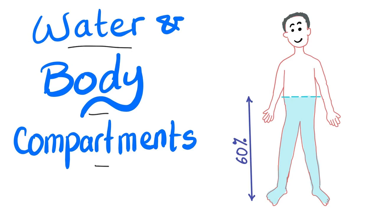 Water and body fluid compartments - ECF, ICF, ISF - Your body is mostly water - Physiology