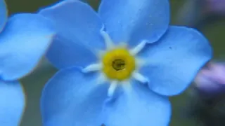 صافيات الصافي دندنها