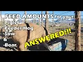 How much daily FEED ration to give your PIG - ANSWERED