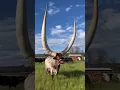 Maasai Man With 1 200 Cows