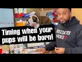 Timing when your pups will be born Timing c-sections whelp dates
