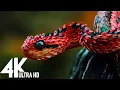 Download Lagu 🔴 Wildlife (4K UHD) 24/7  - Relaxing Music With Beautiful Nature \u0026 Animals Videos(4K Video Ultra HD)