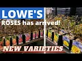 LOWE S Many NEW varieties of Roses has arrived