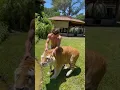 Download Lagu ini adalah anak dari hasil perkawinan singa dan harimau 😱😱