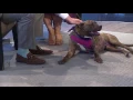 Tailwagger Moyet