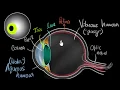 Download Lagu Parts of the eye | Human eye \u0026 the colourful world | Khan Academy