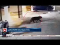 ബെംഗളൂരു നഗരത്തിൽ പുലിയിറങ്ങി