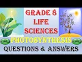 Photosynthesis Quiz Test Your Knowledge with Multiple Choice Questions