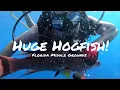 Florida Middle Grounds SCUBA Dive 1 Spearfishing Huge Hogfish Grouper and Red Snapper Red Rum