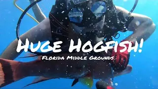 Florida Middle Grounds SCUBA Dive 1 Spearfishing Huge Hogfish Grouper and Red Snapper Red Rum