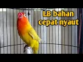 Download Lagu LOVE BIRD MEMANGGIL SAMBUNG NGETIK PANJANG + NGEKEK ampuh jadikan labet apapun ikutan bunyi