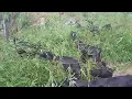 Goat Eating Fresh Bamboo Leaves