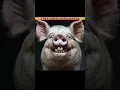 Download Lagu 4 pet animals are haraam in Islam #shortvideo #facts #knowledge #islamic #animals #shorts