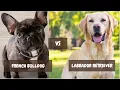 French Bulldog vs Labrador Retriever