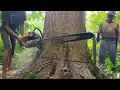 BEST !! Mahogany Tree Felling with 070 Chainsaw