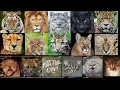 Download Lagu All Wild Cat Sounds