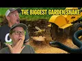 Download Lagu Yard Transformation Chaos: Snake Surprise, Bee Buzz, and Sawdust Overload!