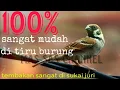 Download Lagu masteran burung gereja nyecret
