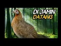 Download Lagu SAKTI!! suara pikat ayam hutan betina 2023