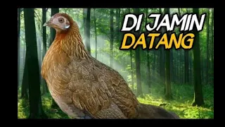 Download SAKTI!! suara pikat ayam hutan betina 2023 MP3