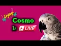 Download Lagu Cosmo the funny parrot is live!