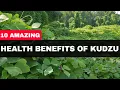 Download Lagu Kudzu Root Has 10 Amazing Health Benefits