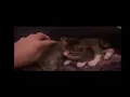 1 BOY 2 CAT