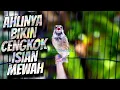 Download Lagu AUTO MAHAL KALO CENGKOK ISIAN INI - MASTERAN BLACKTHROAT GACOR SUARA JERNIH FAVORITE