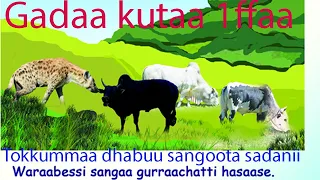Gadaa Kutaa 1ffaa Barannoo 3ffaa Jimaa Jimittee Sangoota Sadan Firooma Abbaa Firoma Haadhaa 