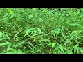 Microstegium vimineum Japanese stiltgrass