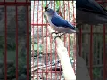 Download Lagu Rambatan paruh merah gacor #kicaumonster #rambatanparuhmerah #rpm #rambatan #birds #birdsounds #2023