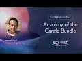 Anatomy of the Carafe Bundle