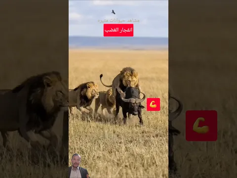 رهان خاسر: وانكسارهيبة الاسودقوت الجاموس الخارقة#shorts