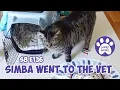 Download Lagu Richard valt Simba aan, Simba is naar de dierenarts geweest, mijn kat loopt mank - Lucky Ferals C...