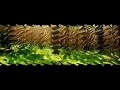 🌜KOLİK BEBEKLER İÇİN NİNNİ ♫ 🌙 Yağmur sesi eşliğinde gaz sancısı çeken BEBEKLERİ rahatlatır ☔
