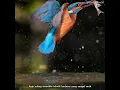 Download Lagu Burung Raja Udang Memiliki Teknik Berburu Yang Unik#shorts#tengkekudang#hewanpopuler#burung#unik