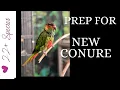 Guide to Set-up for Your 1st Green-cheek Conure or Parrot