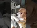 Download Lagu #funny leo couldn't resist the sweet potato 🍠😂sweet potato disasrer😄🐶😂❤🐾yt shorts #ytvideo 😍🍠🐾🐬