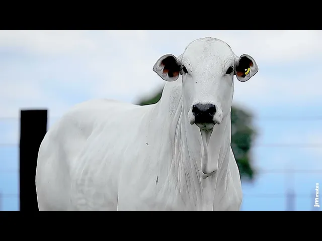 Novilha Nelore LSA - 2226