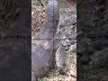 Download Lagu Monitor lizard hunting // berburu biawak super monster