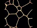 Physarum slime mold simulation