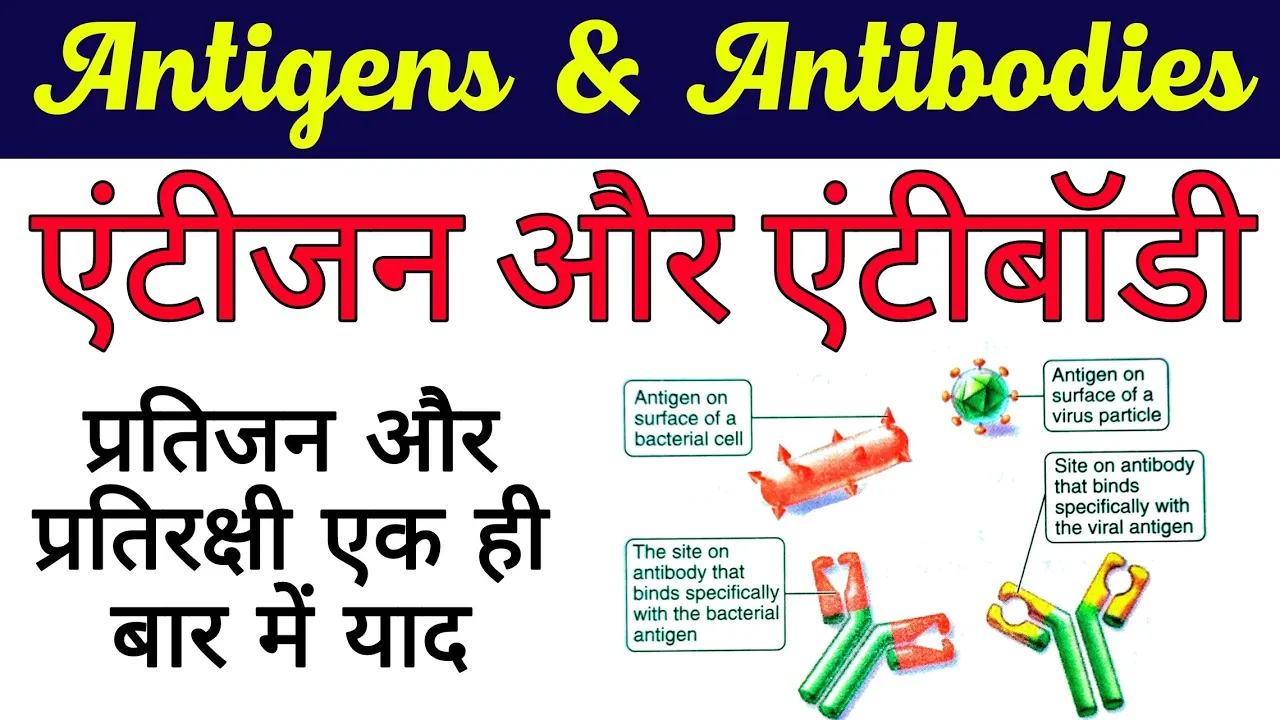 प्रतिजन और प्रतिरक्षी | एंटीजन और एंटीबॉडी | antigens and antibodies in hindi | Biology sciencesk