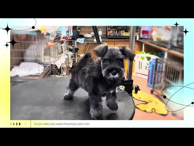 動画