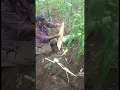 Extraccion de la hoja de la penca de maguey