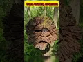 Download Lagu Amazing trees movements #shorts #nature #viral #facts
