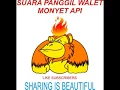 Download Lagu Suara Panggil Walet MONYET API