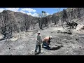 Destruction by WILDFIRE Anchor Brand Ranch