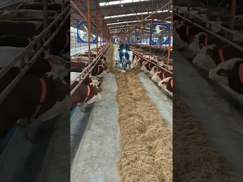 He Used a Tuktuk to Feed Every Cow Perfectly! 😂🐄